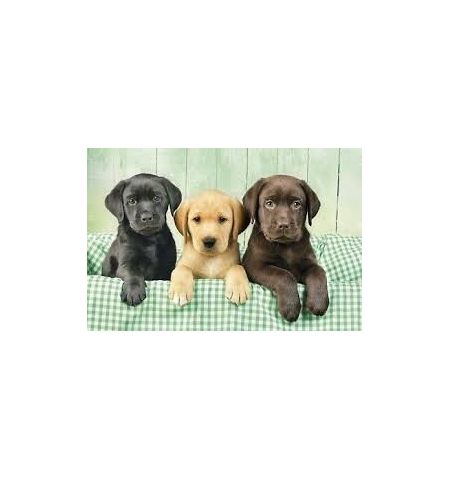 Puzzle 1000 pzas. tres labradores HIGH QUALITY COLLECTION LABRADOR