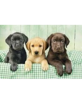 HIGH QUALITY COLLECTION LABRADOR